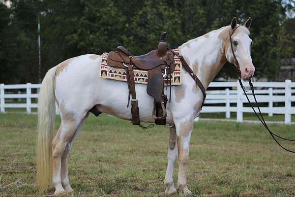 overo-horses-for-sale-tennessee-walking