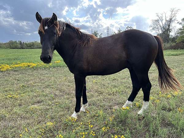 baths-draft-horse