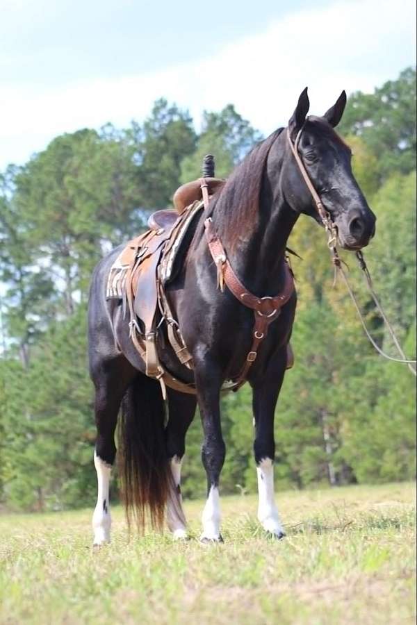 black-trail-horses-for-sale-tennessee-walking