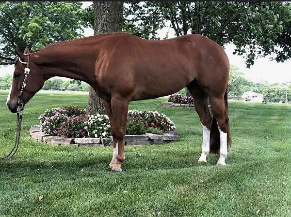 pinto-aqha-gelding