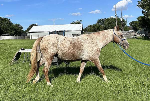 reddish-flecks-horse