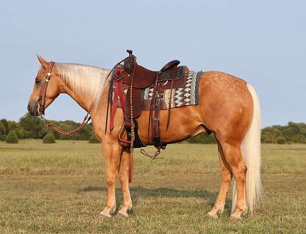 athletic-quarter-horse