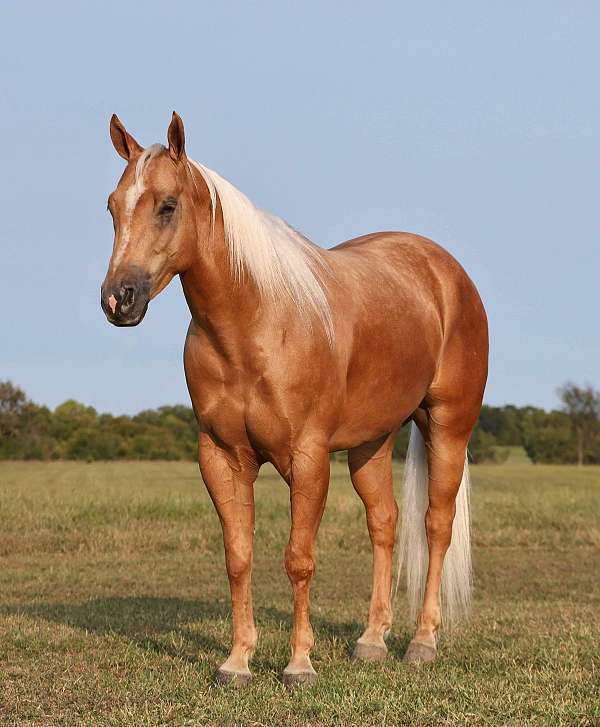 barrel-racing-quarter-horse