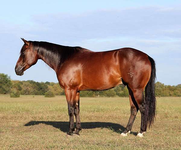 barrel-racing-quarter-horse