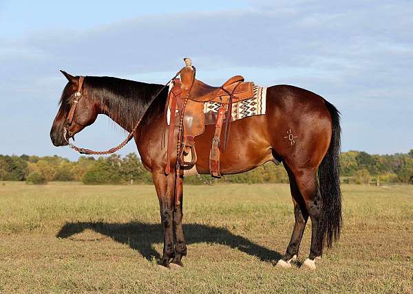 calf-roping-quarter-horse