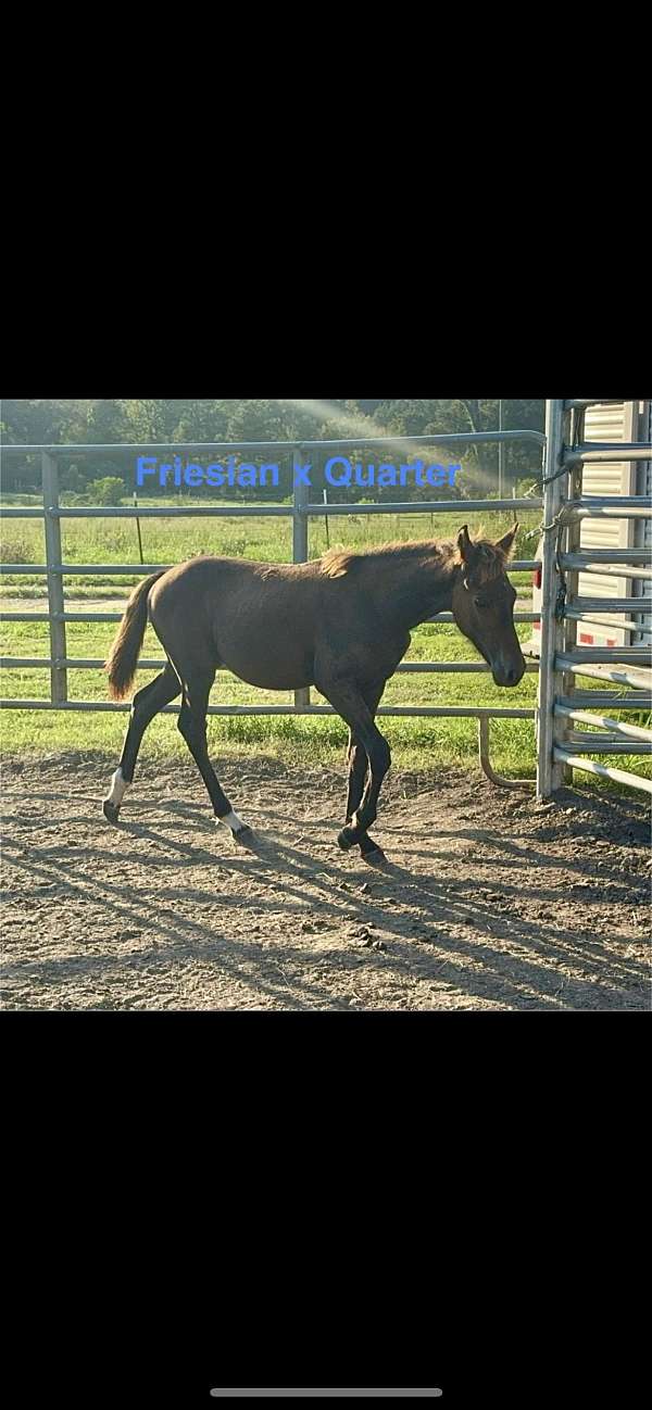 friesian-colt