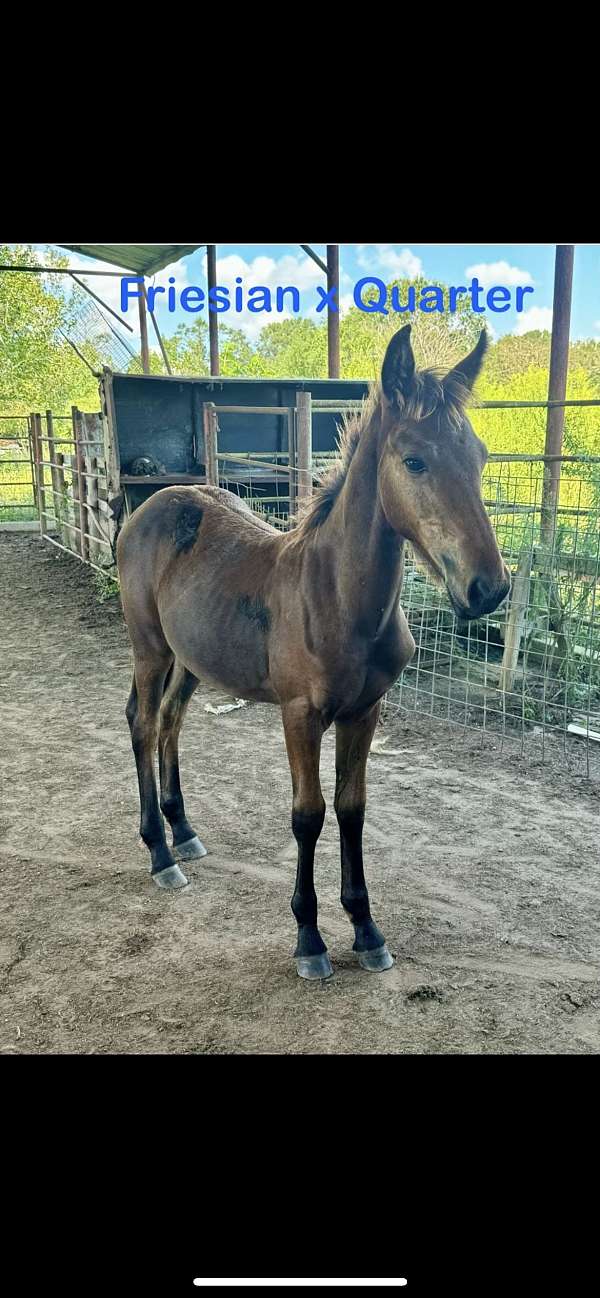 friesian-colt