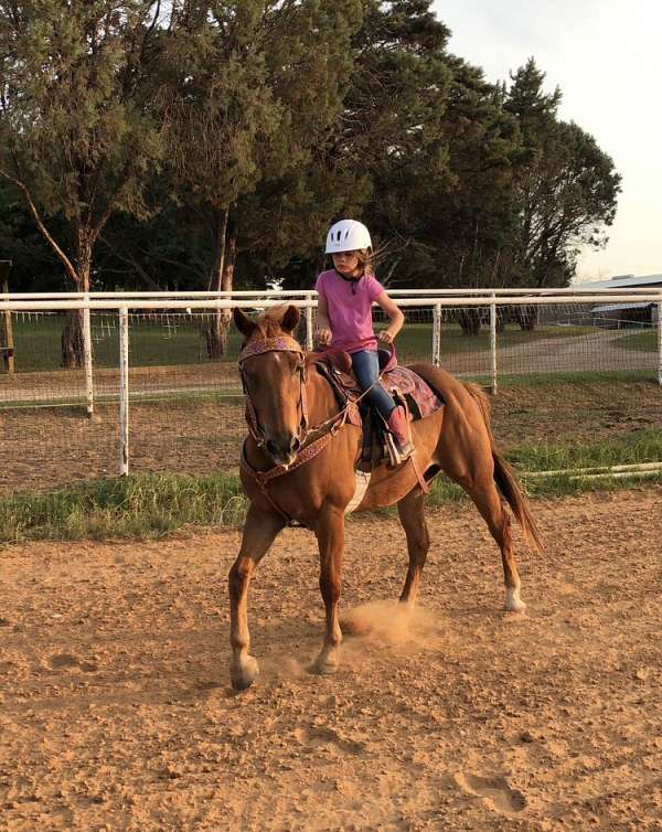 daughter-quarter-horse