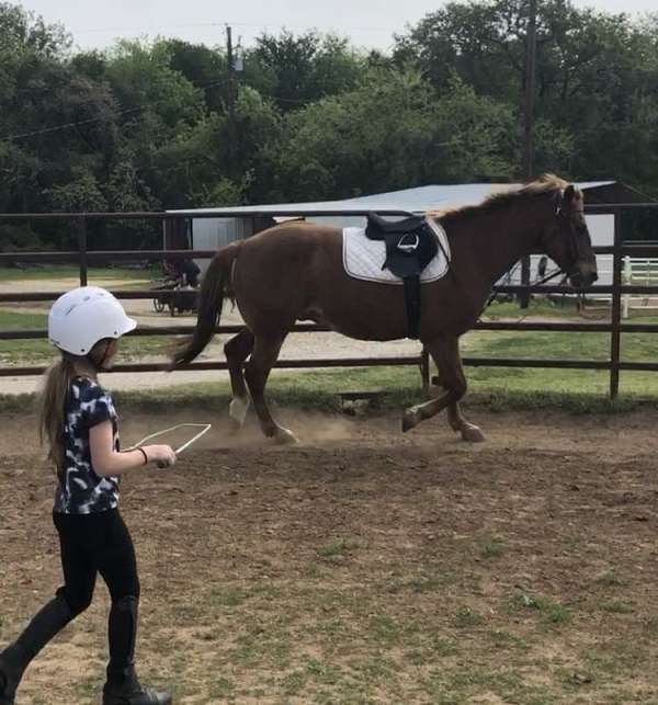 equitation-quarter-horse