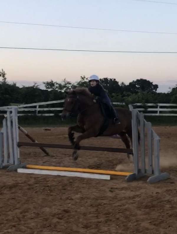 four-year-old-quarter-horse