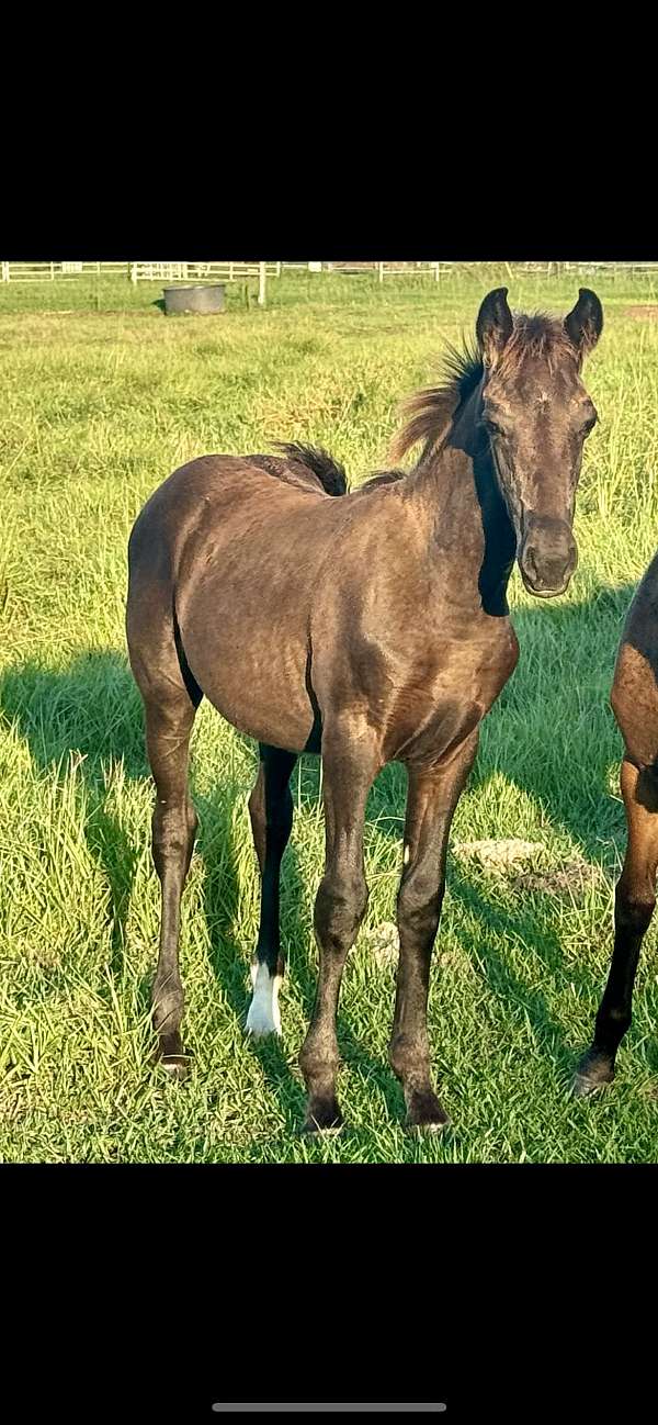 friesian-colt