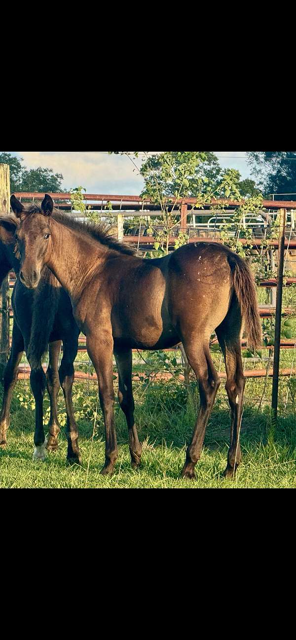 appaloosa-filly