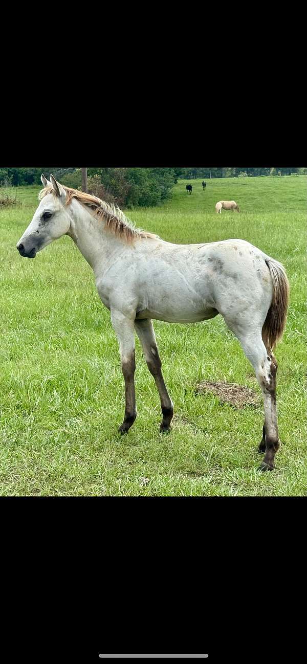 appaloosa-filly