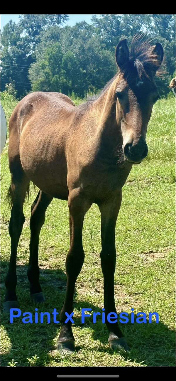 black-friesian-paint-colt-mare