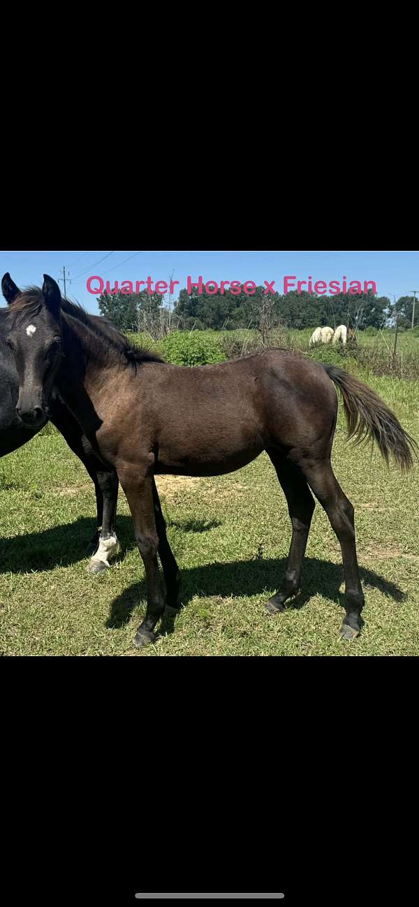 black-friesian-quarter-horse-filly-mare