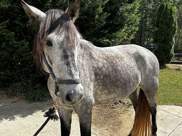 blue-roan-mustang-horse