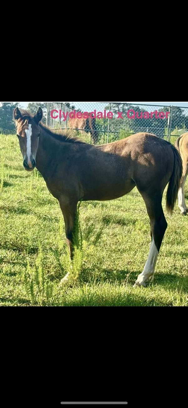 clydesdale-filly