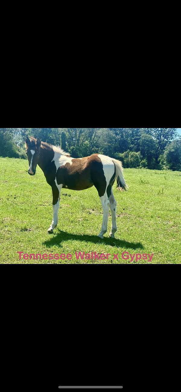 gypsy-vanner-filly