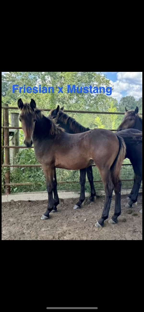 friesian-mustang-colt