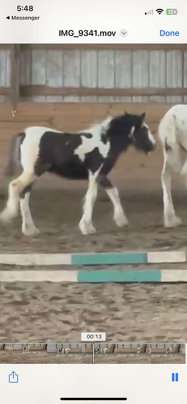 gypsy-vanner-colt