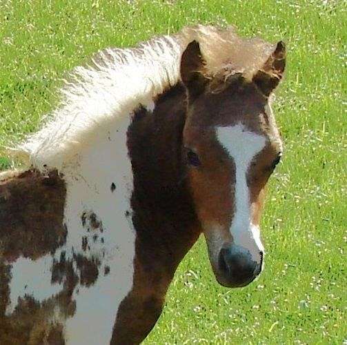 miniature-horse