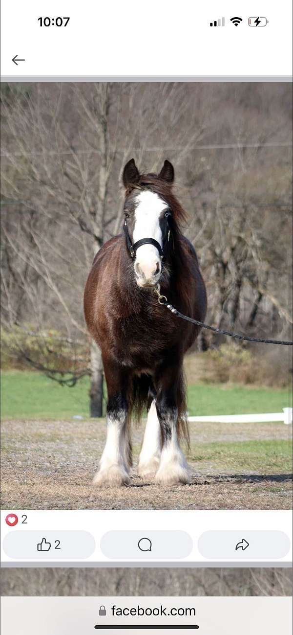 blue-eyed-colt-mare