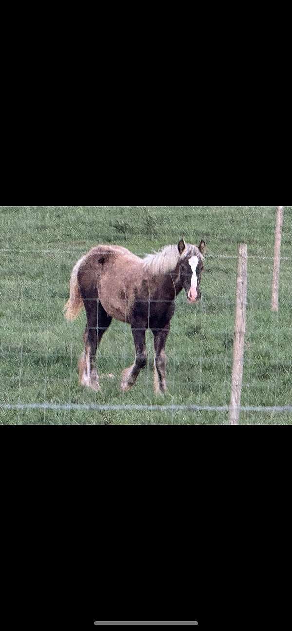 gypsy-vanner-colt