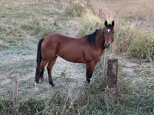 quarter-horse-gelding