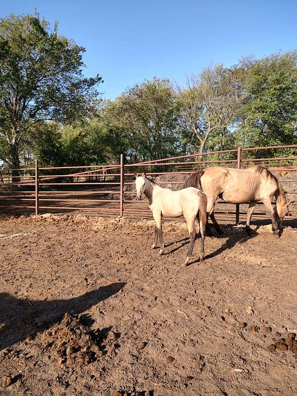 tennessee-walking-filly