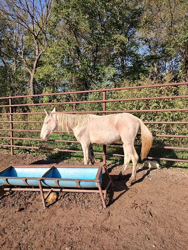 tennessee-walking-colt