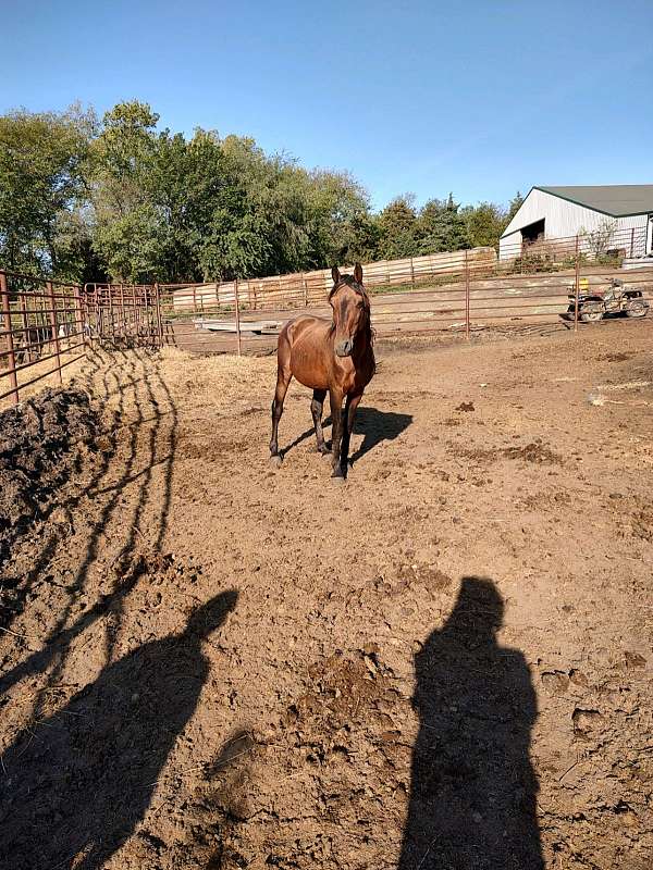 buckskin-tennessee-walking-stallion