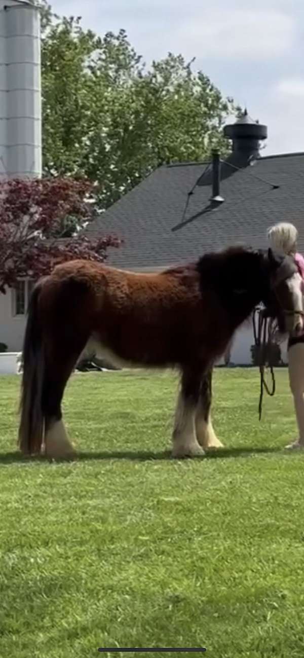 gypsy-vanner-filly