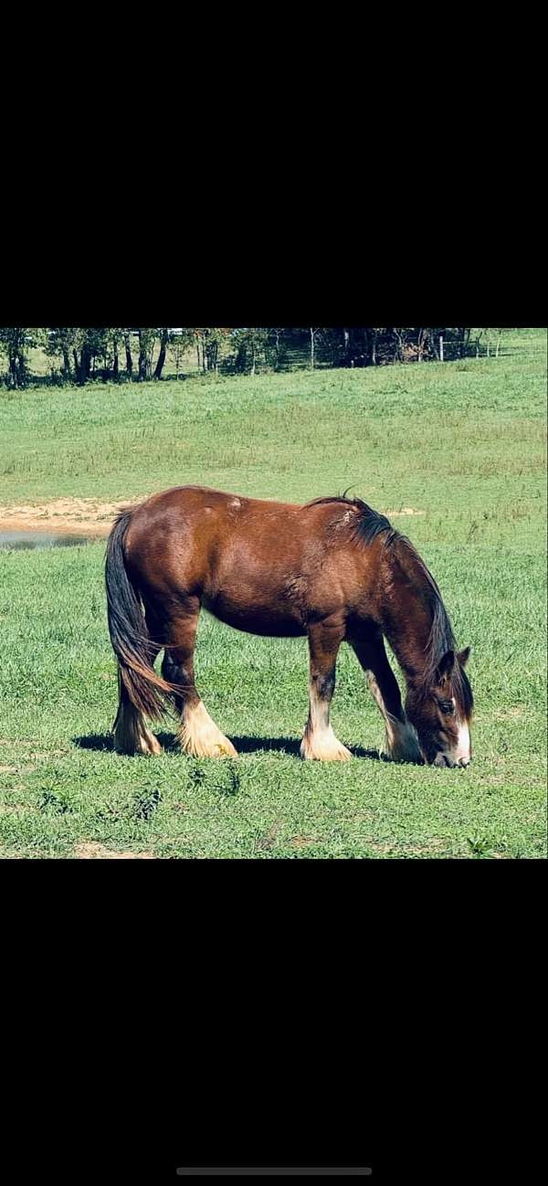 reasonable-offers-gypsy-vanner-horse