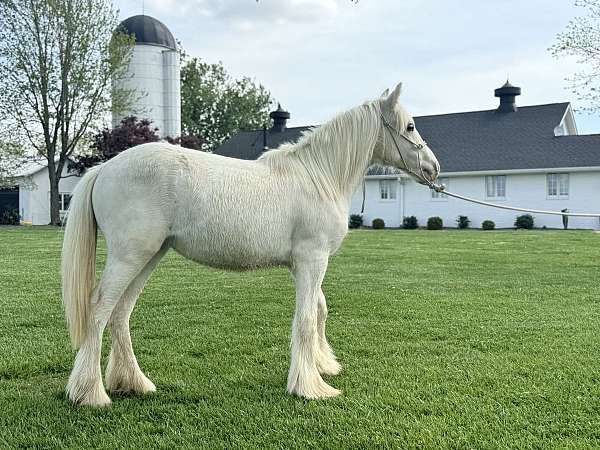 gypsy-vanner-filly