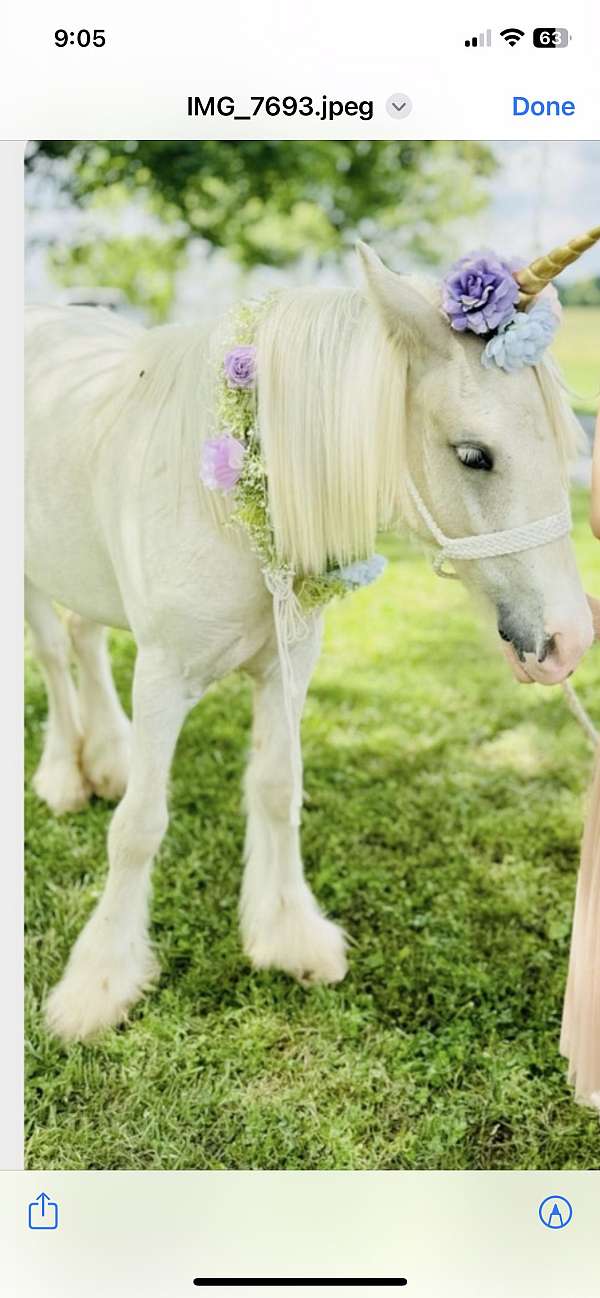 gypsy-vanner-filly