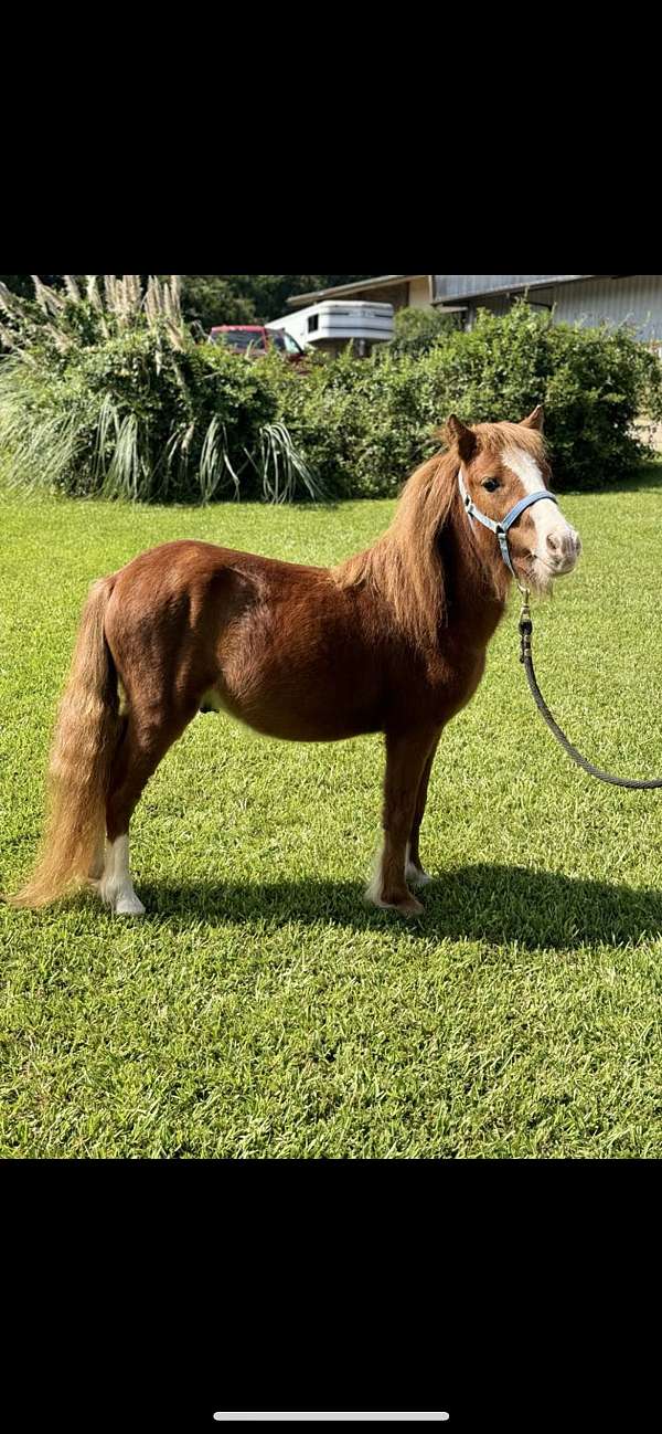 gypsy-vanner-colt