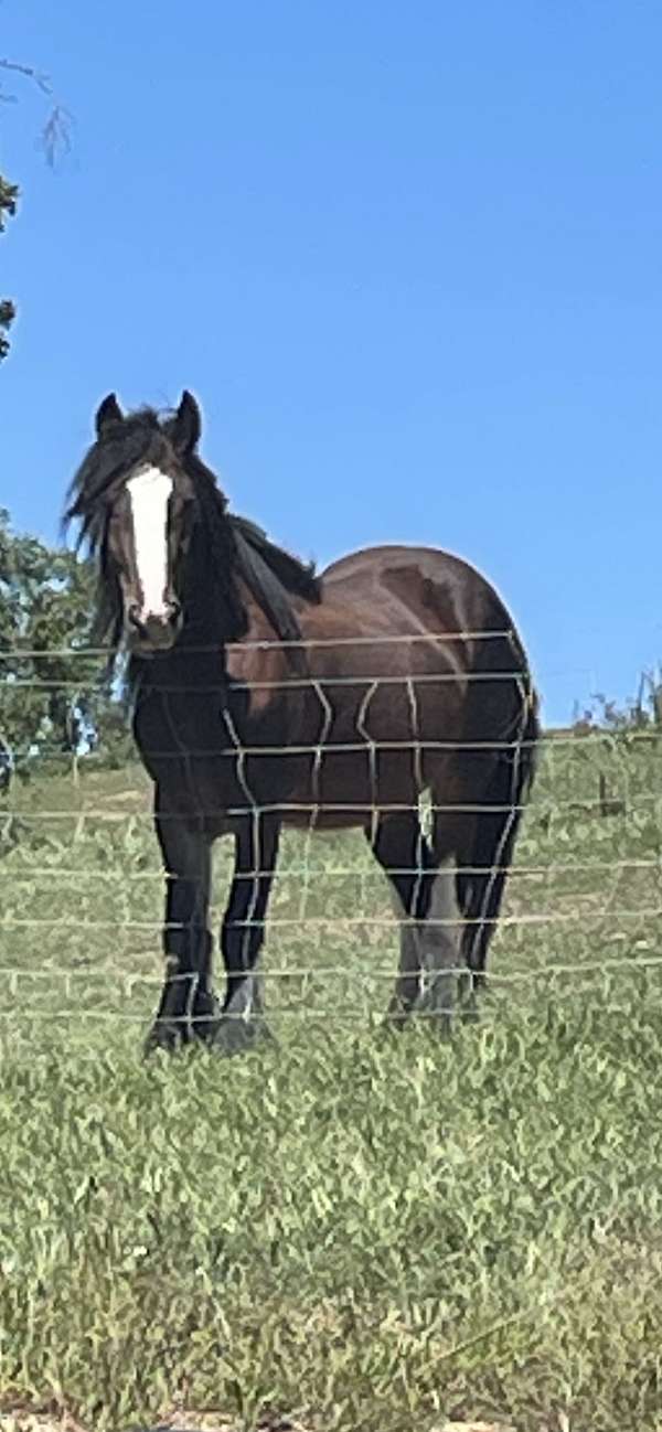 gypsy-vanner-stallion