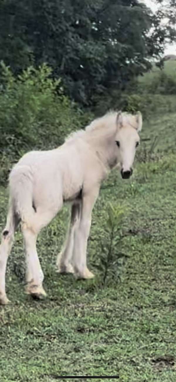 gypsy-vanner-colt