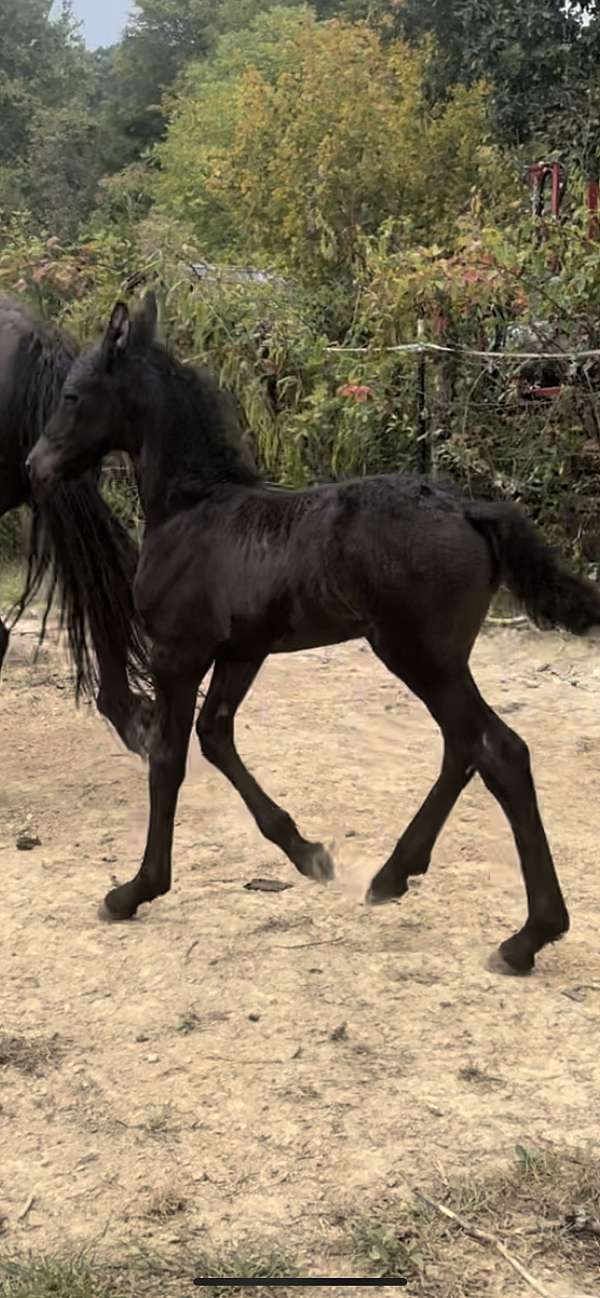 fshr-friesian-oldenburg-colt