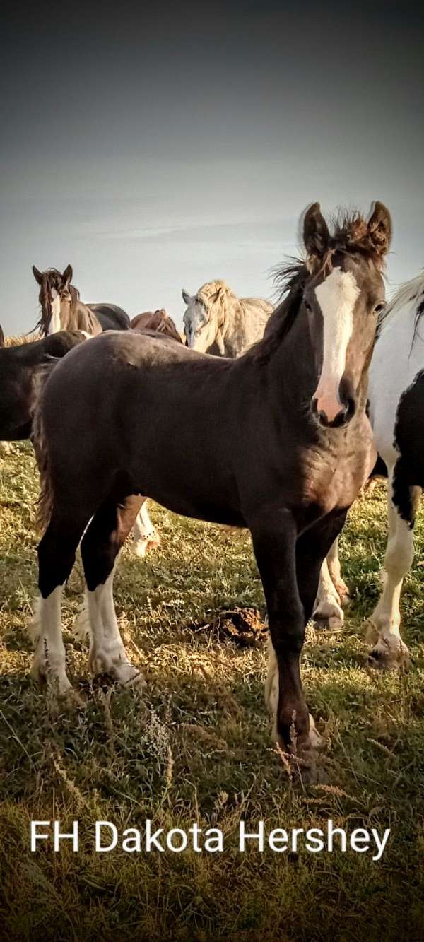 black-3-white-socks-a-blaze-horse