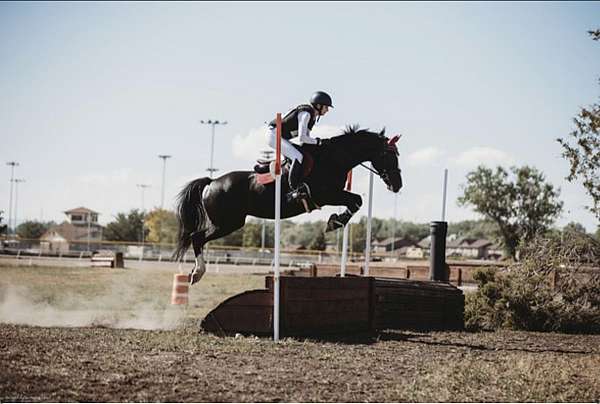 athletic-dutch-warmblood-horse