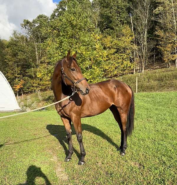 bay-thoroughbred-mare