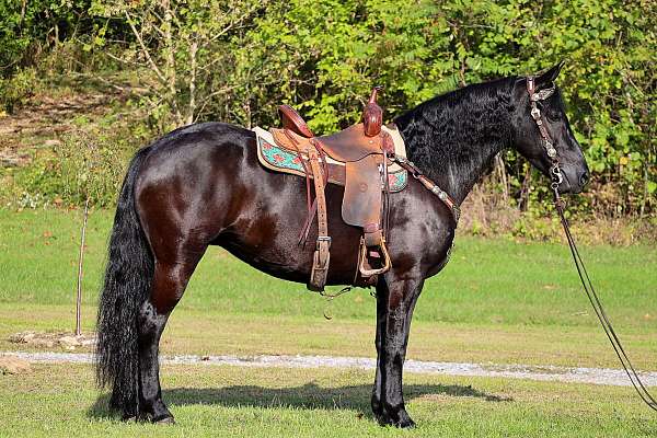 all-around-friesian-horse