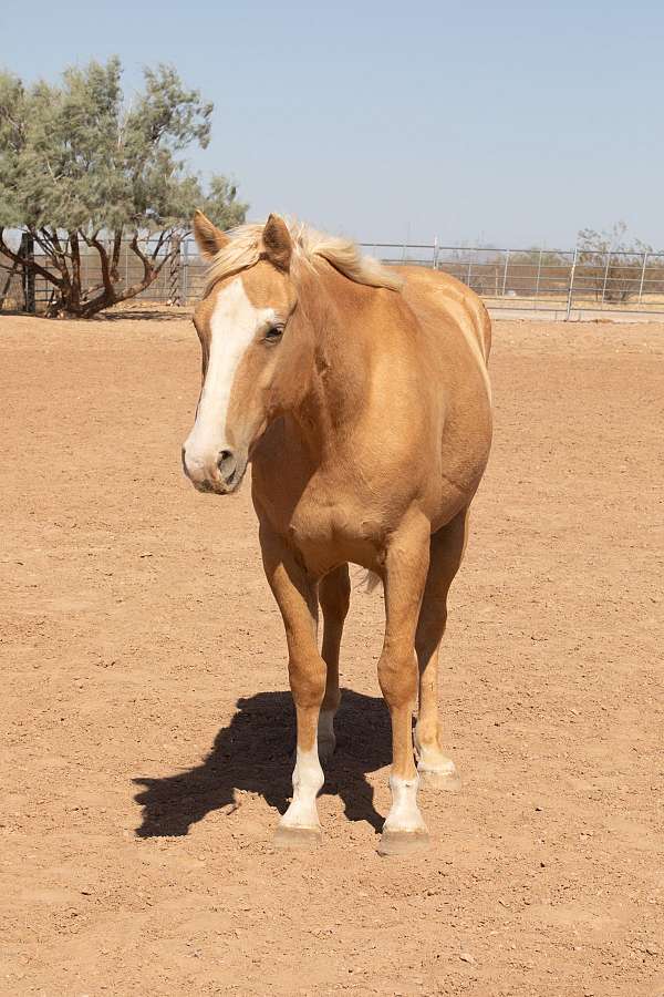 arena-quarter-horse