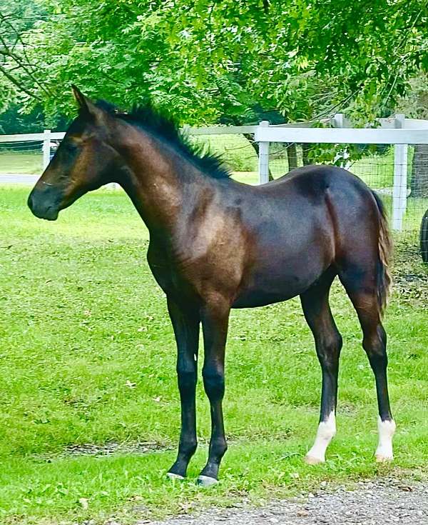 quaurter-horse-friesian