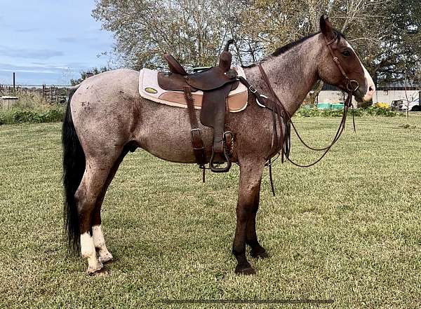 quarter-horse-for-sale