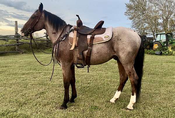 quarter-horse-gelding