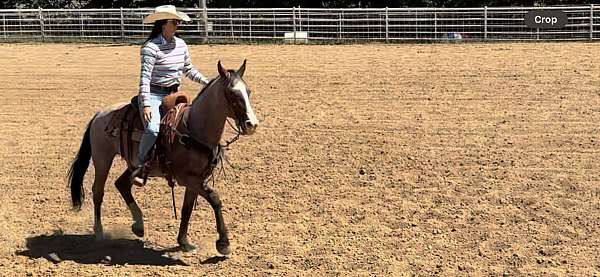 all-around-gelding