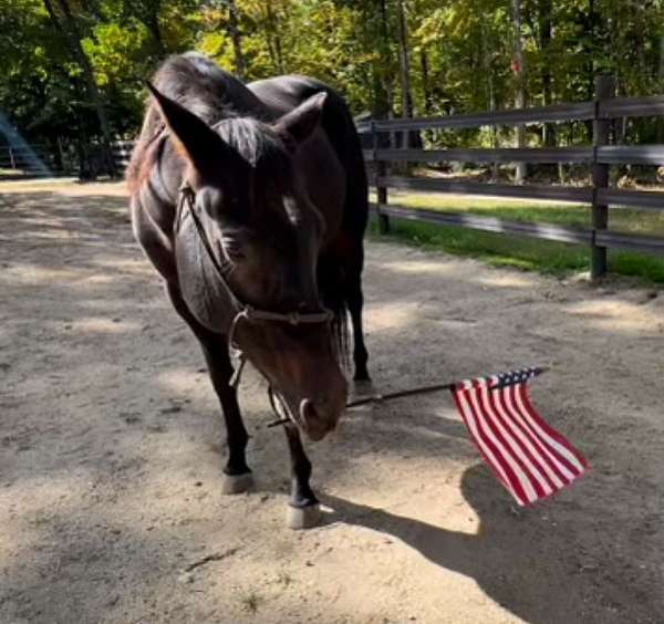 western-riding-quarter-horse