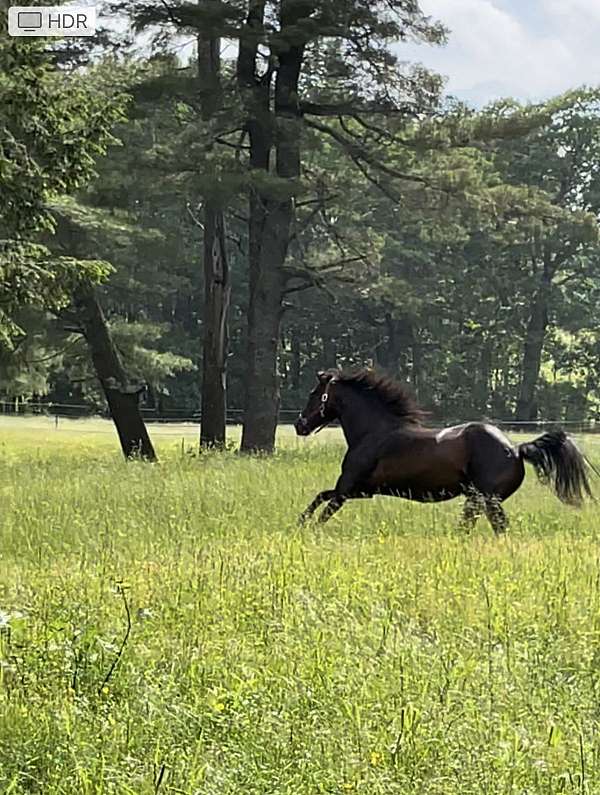 bay-all-around-horse